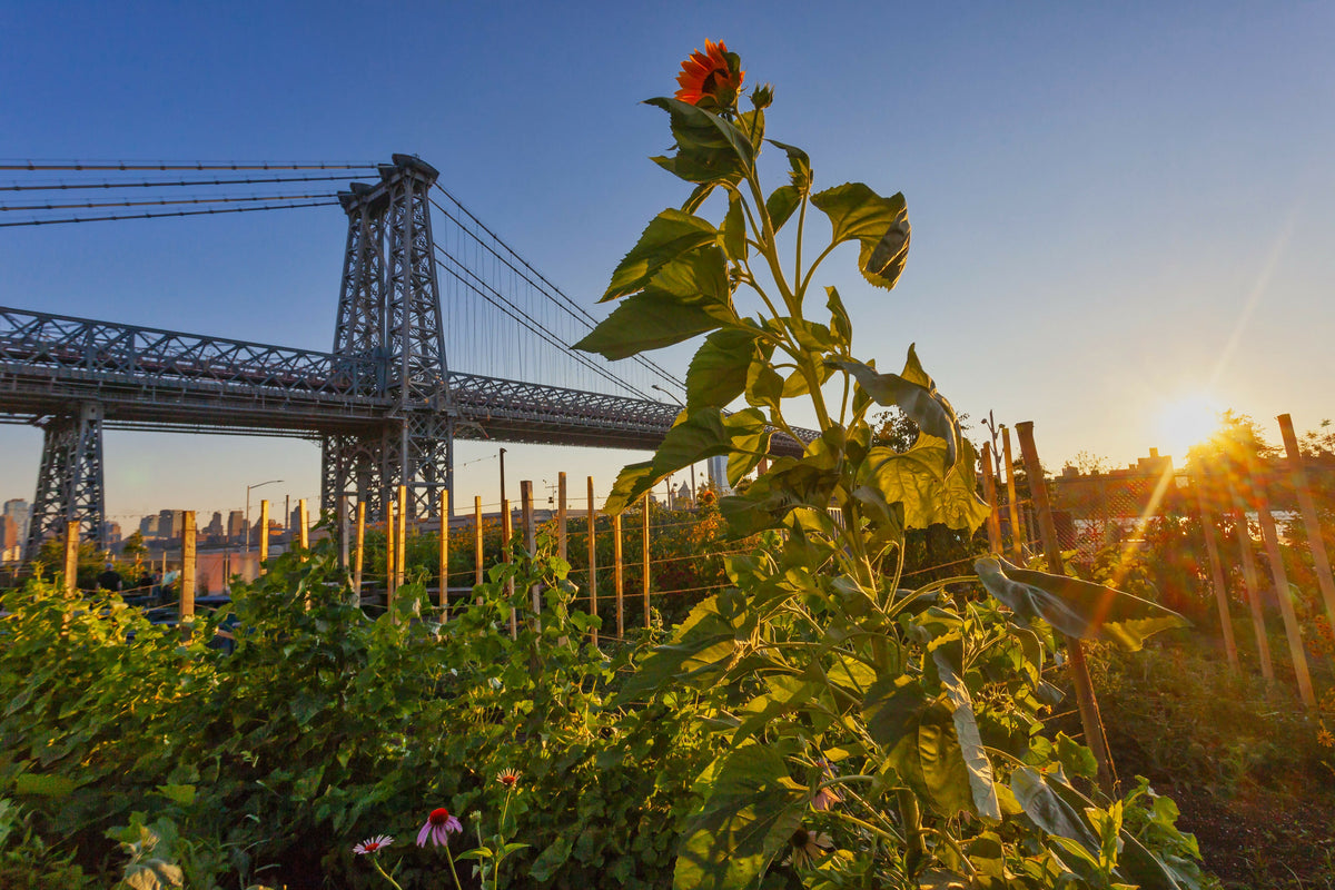 New York City, Brooklyn, Williamsburg, Bridge Seen from Havemeyer Park