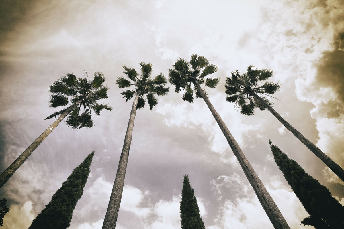 Moody Tall Palm Trees with Cypress Trees in the Middle