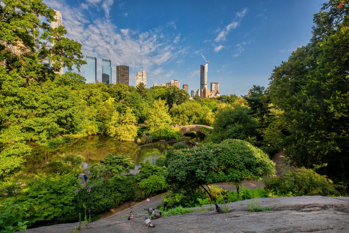 USA, New York City, Manhattan, Central Park, View from the Rocky Landscape Above the Pond Toward Gapstow Bridge, Lush Summer Greenery, Midtown Manhattan Skyline, and Pigeons in the Foreground