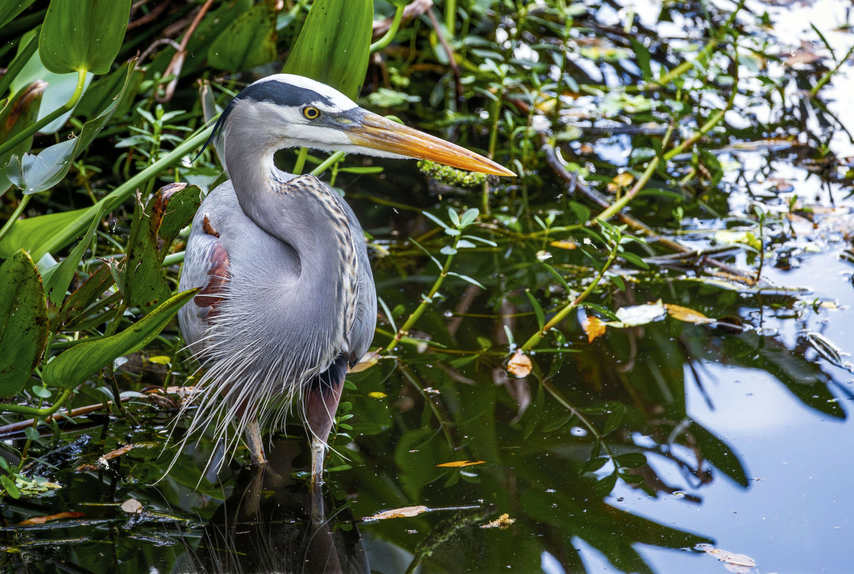 Majestic Closeup of the Great Blue Heron