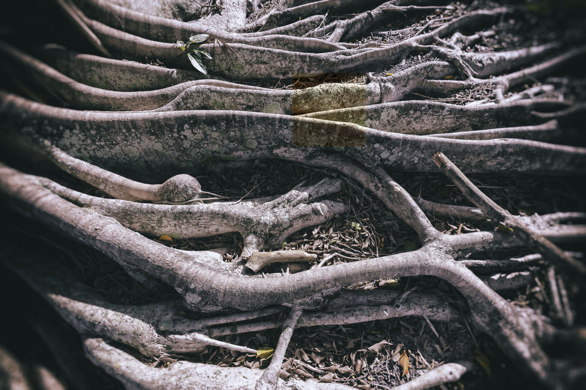 Beautiful Sprawling Roots on a Banyan Tree