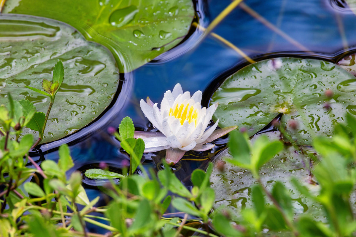 Serene Waterlily