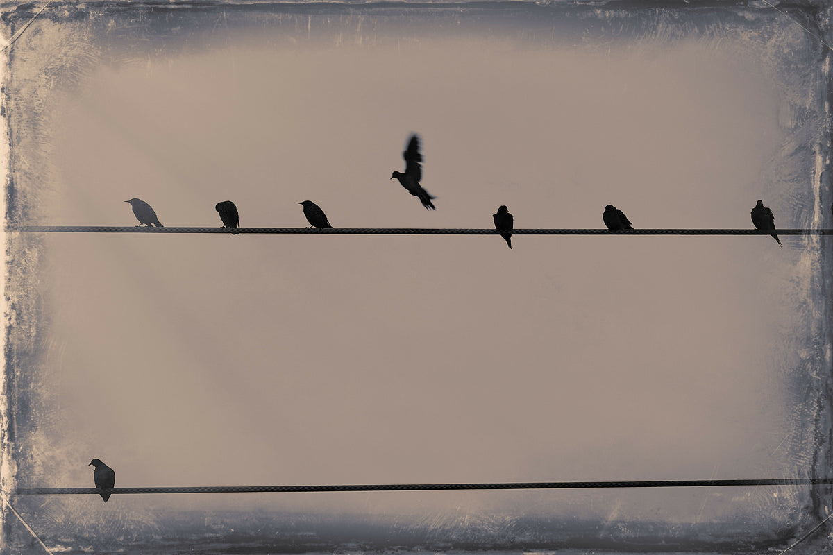 Birds on a Telephone Lines