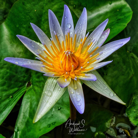 Lilly