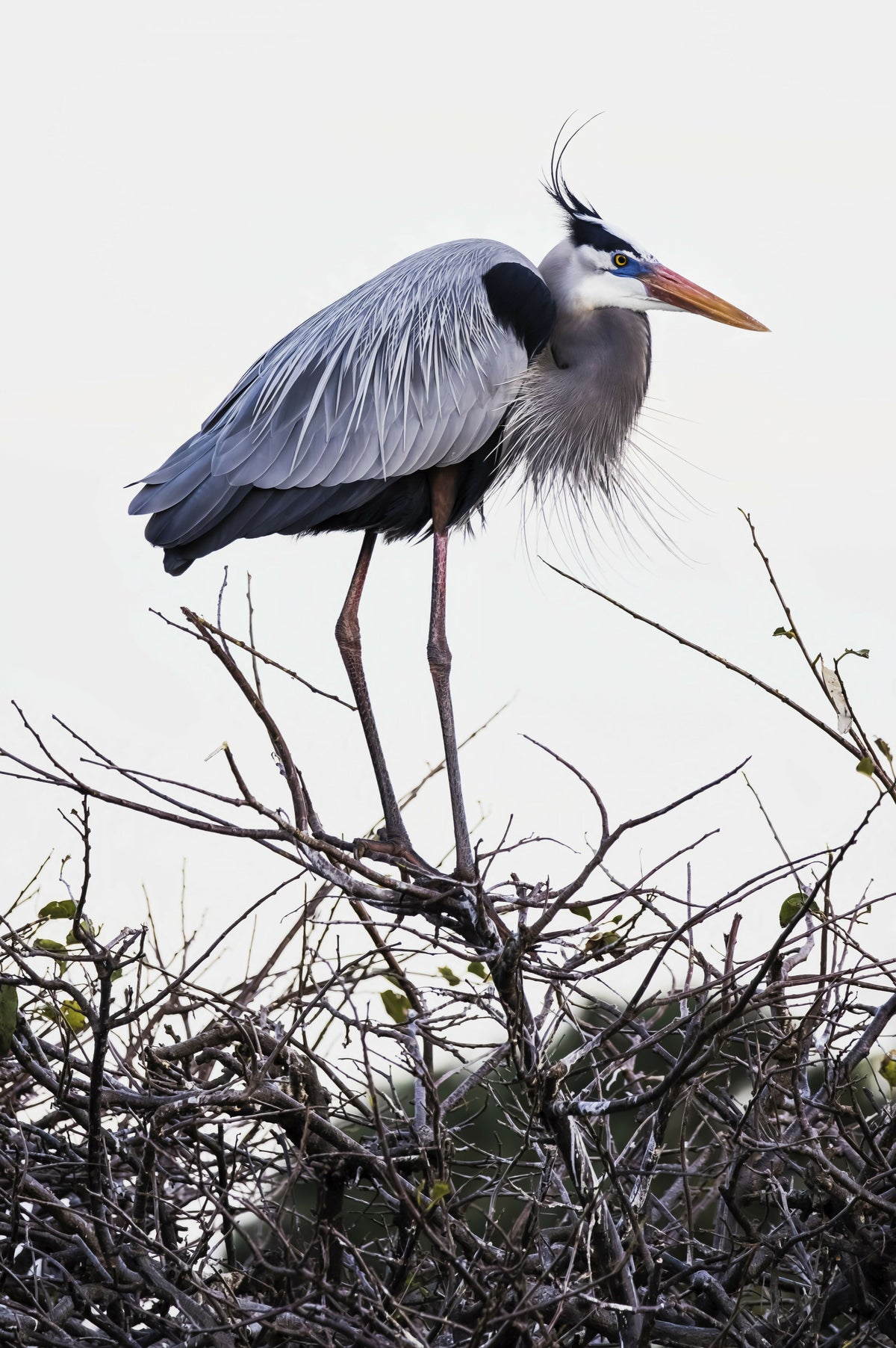 Scenic Closeup of the Great Blue Heron