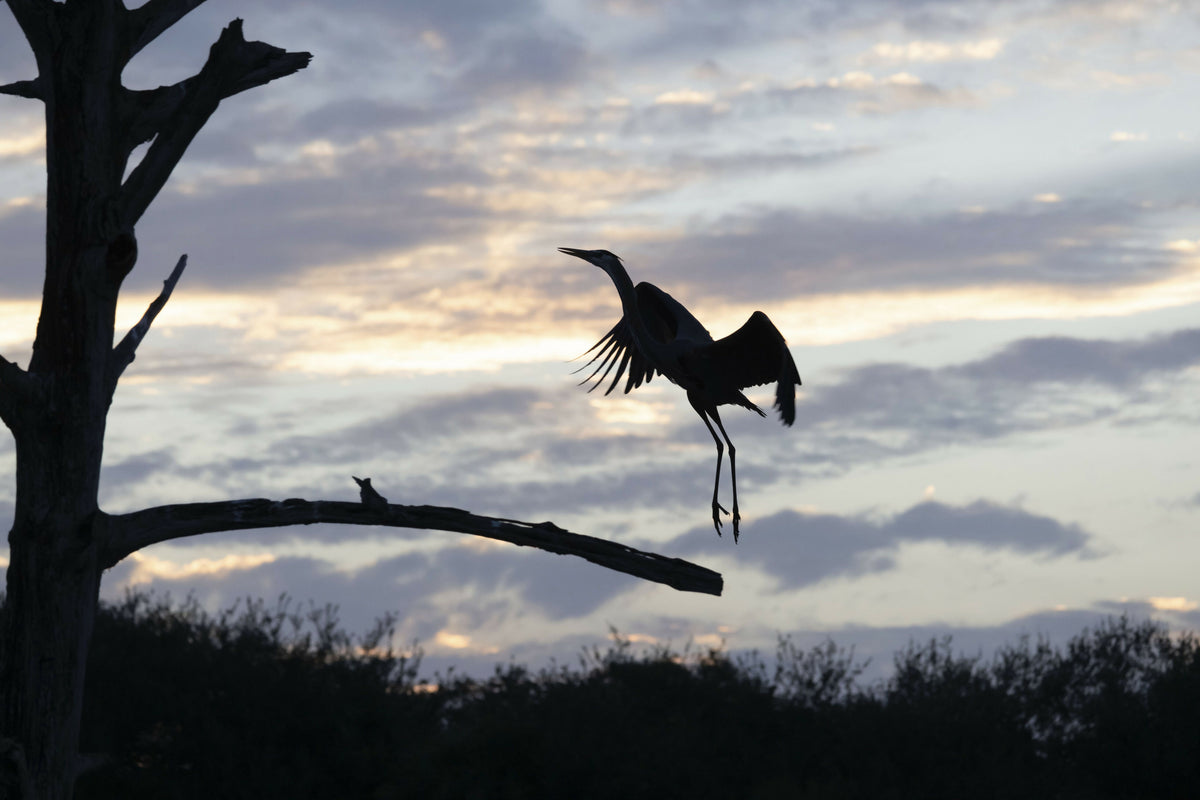 Great Blue Heron Landing on Dead Tree Branch